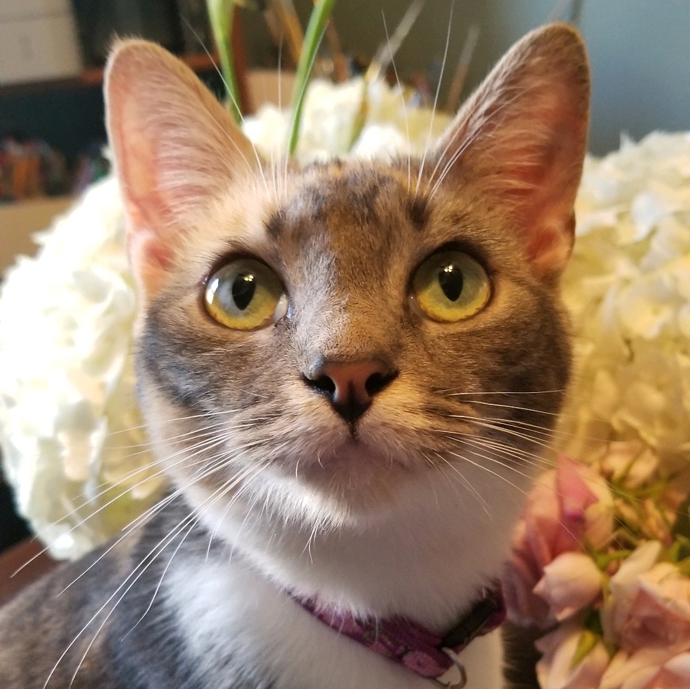 Meet your Posher, Olivia